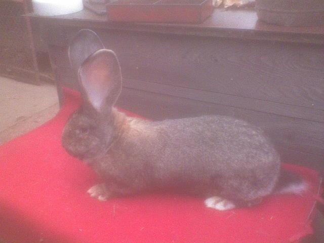 bruno