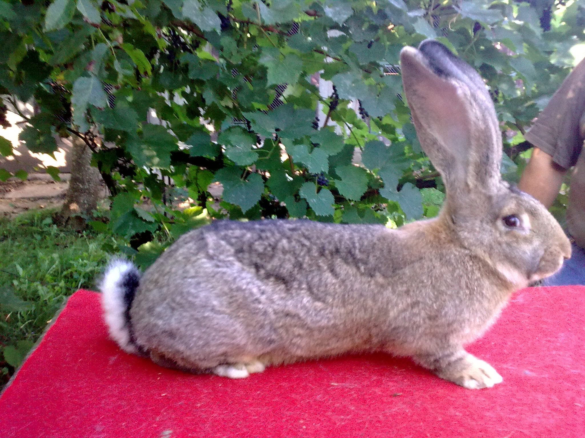 Snímka0395.jpg